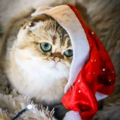 котики